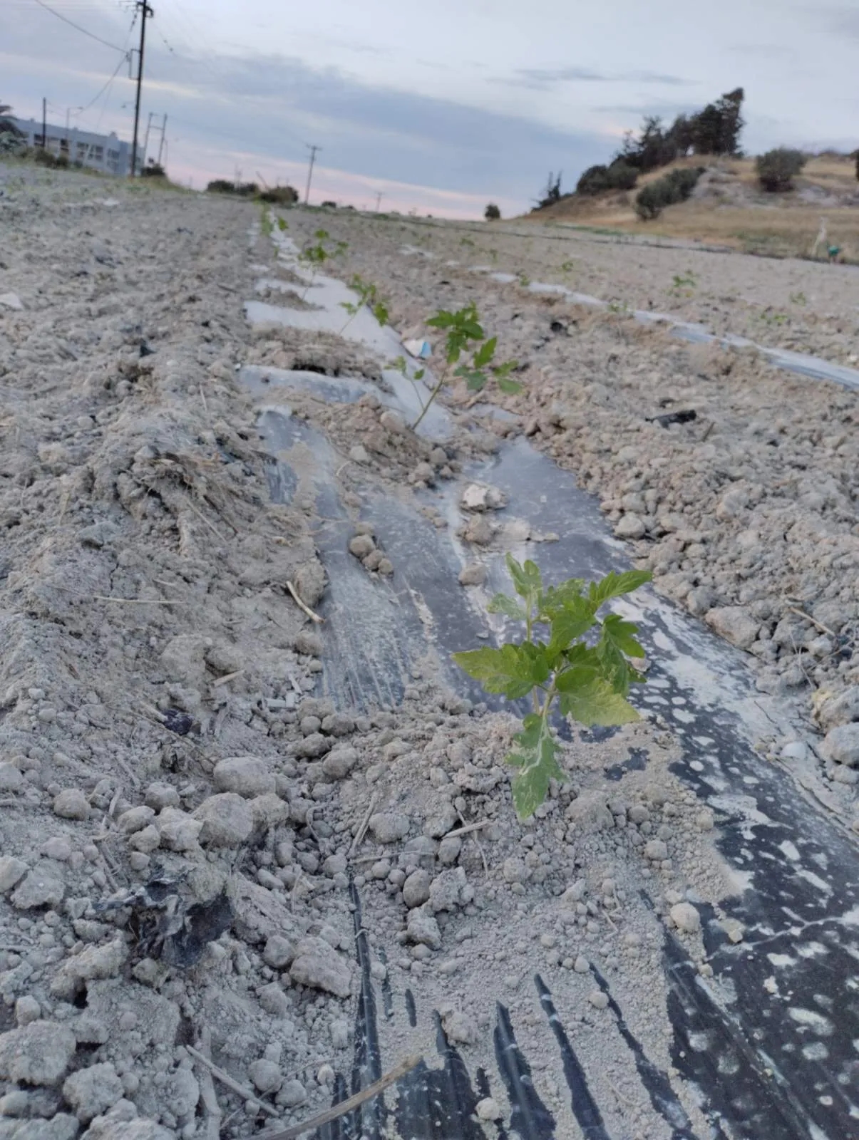 Young tomato plants growing in rows at the CSSBoost pilot field in Crete.