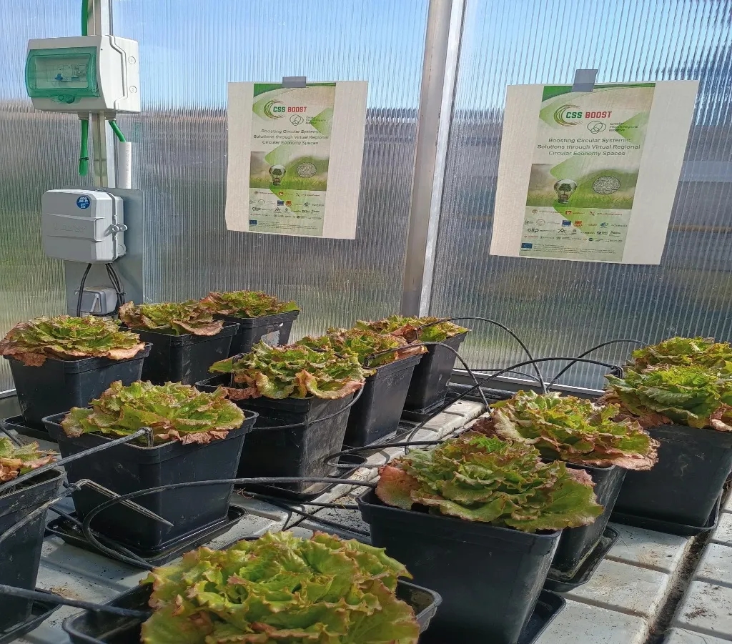 Lettuce plants in the Pilot 2 greenhouse pot experiment.